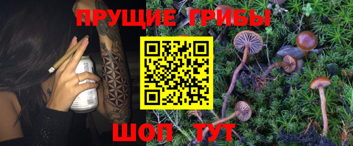 Псилоцибиновые грибы Psilocybine cubensis Камышин